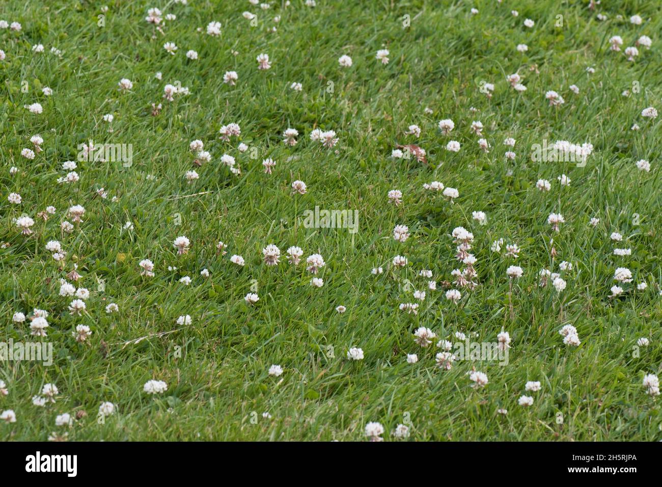 Trébol blanco en flor (Trifolium repens) con la capacidad de fijar el nitrógeno gaseoso y competir las malas hierbas en pastizales cortos, Berkshire, julio Foto de stock