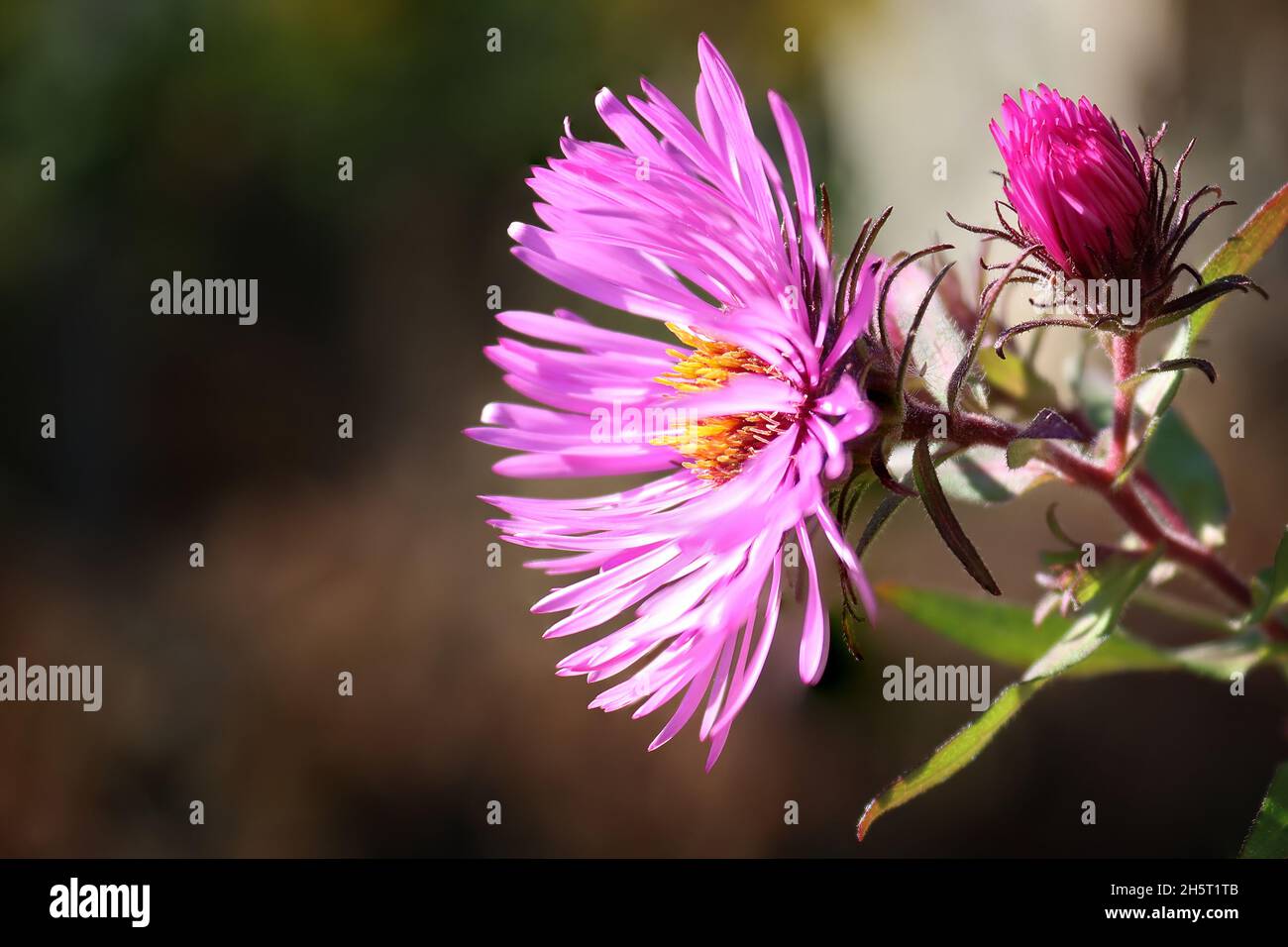 Symphyotrichum novi-belgii otoño astra en el jardín de otoño Foto de stock