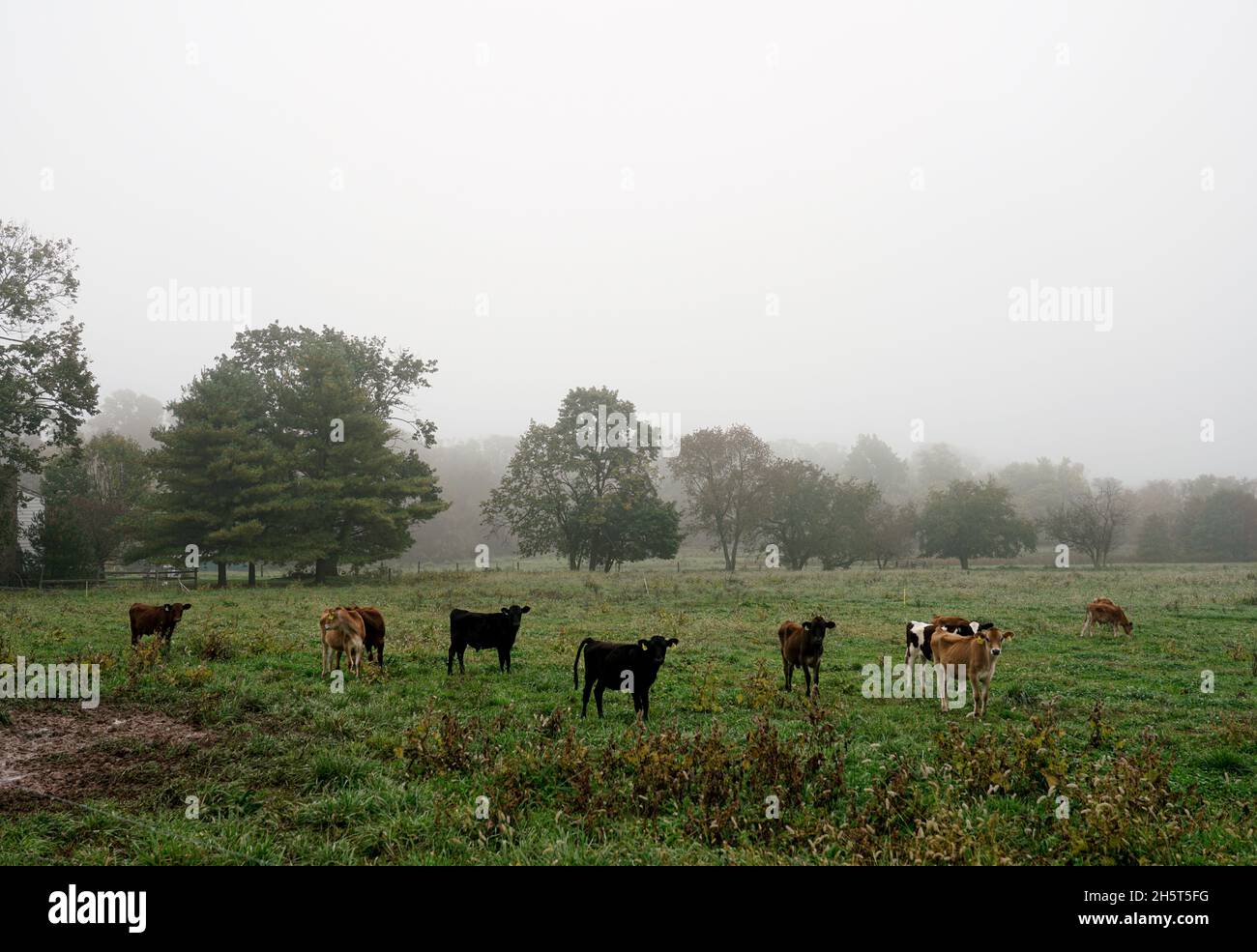 En un día de otoño y niebla, las vacas están pastando en un campo de hierba perteneciente a una pequeña granja orgánica de propiedad familiar en Nueva Jersey. Foto de stock