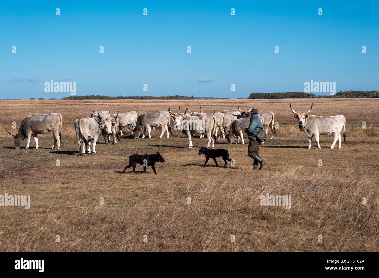 Un pastor asiste a una manada de ganado en el puszta, Parque Nacional de Hortobagy, Hungría Foto de stock