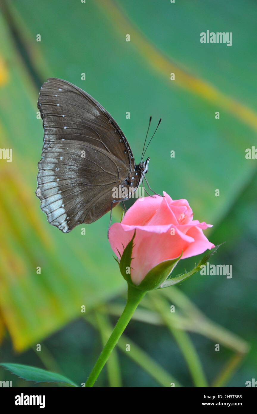 Hermosa ftografía de flores y mariposas Foto de stock