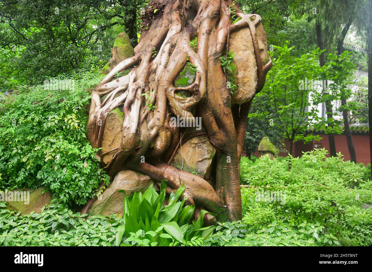 Un fondo natural de pilea cadierei y el lirio caribeño parte dentro de la zona escénica de liu xiang en chengdu china, provincia de sichuan. Foto de stock