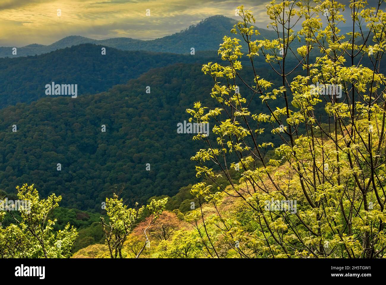 El sol de la tarde brilla sobre las Montañas Blue Ridge en Carolina del Norte Foto de stock