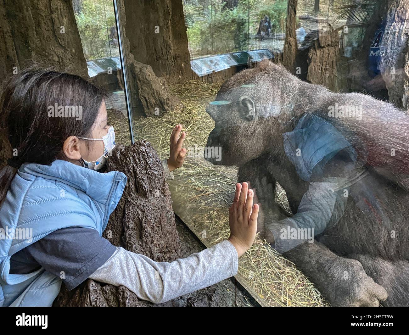 Una niña cara a cara con un gorila en la exposición del Congo. Foto de stock