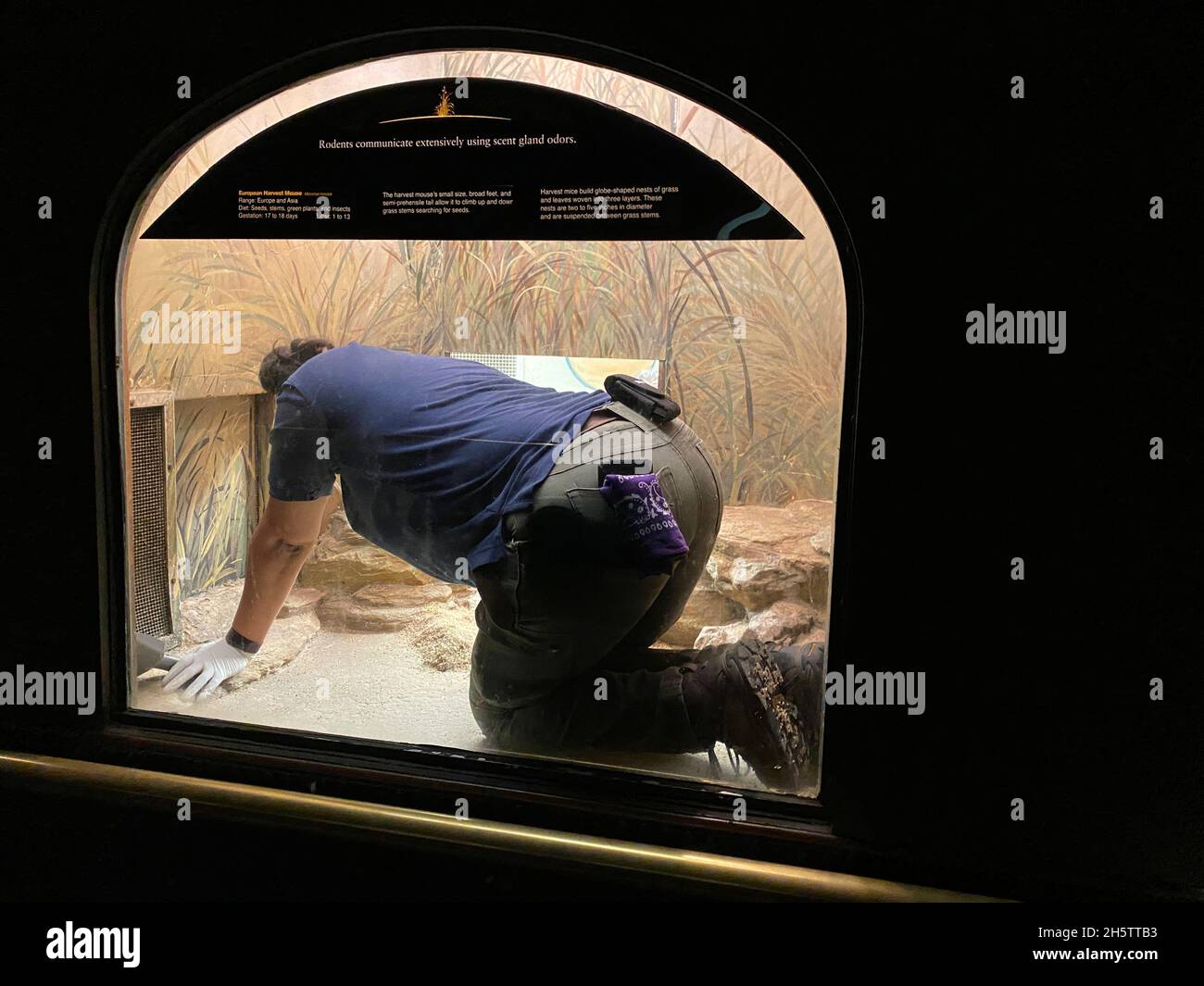 Guarda del zoológico limpiando una exposición del ratón Foto de stock