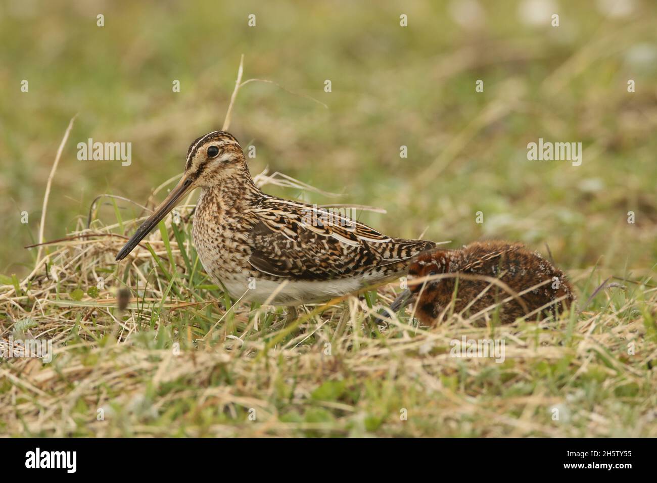 Snipe, encontrado en la machair en el norte de Uist con una polla. El suelo es muy arenoso, con muchas zanjas y zonas húmedas para que las aves se alimenten. Foto de stock