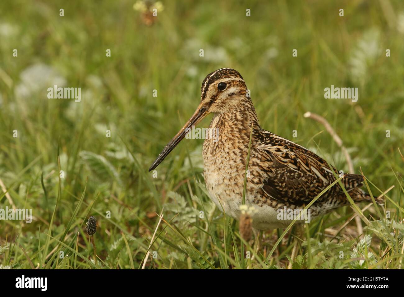 Snipe, encontrado en la machair en el norte de Uist con una polla. El suelo es muy arenoso, con muchas zanjas y zonas húmedas para que las aves se alimenten. Foto de stock