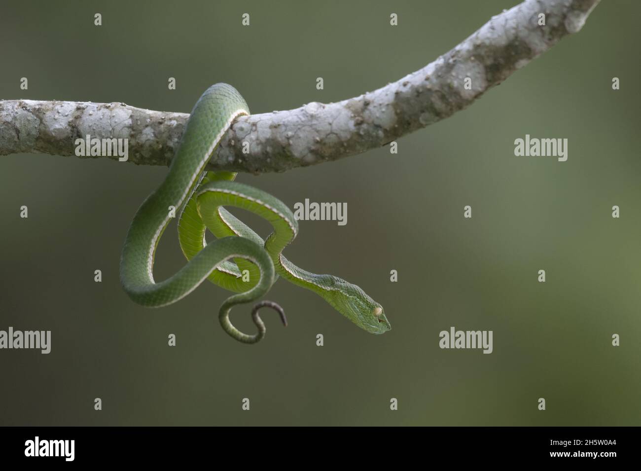 Vogel's Pit Viper, Trimeresurus vogeli, Parque Nacional Khao Yai, Tailandia Foto de stock