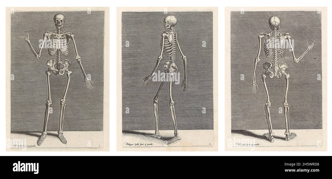 Líneas históricas grabadas por Philips Galle, de 1589 años, que representan un esqueleto de la parte delantera, trasera y lateral. Parte de una serie de trece partes sobre los fundamentos del dibujo. Un compuesto optimizado digitalmente de 3 imágenes históricas. Foto de stock