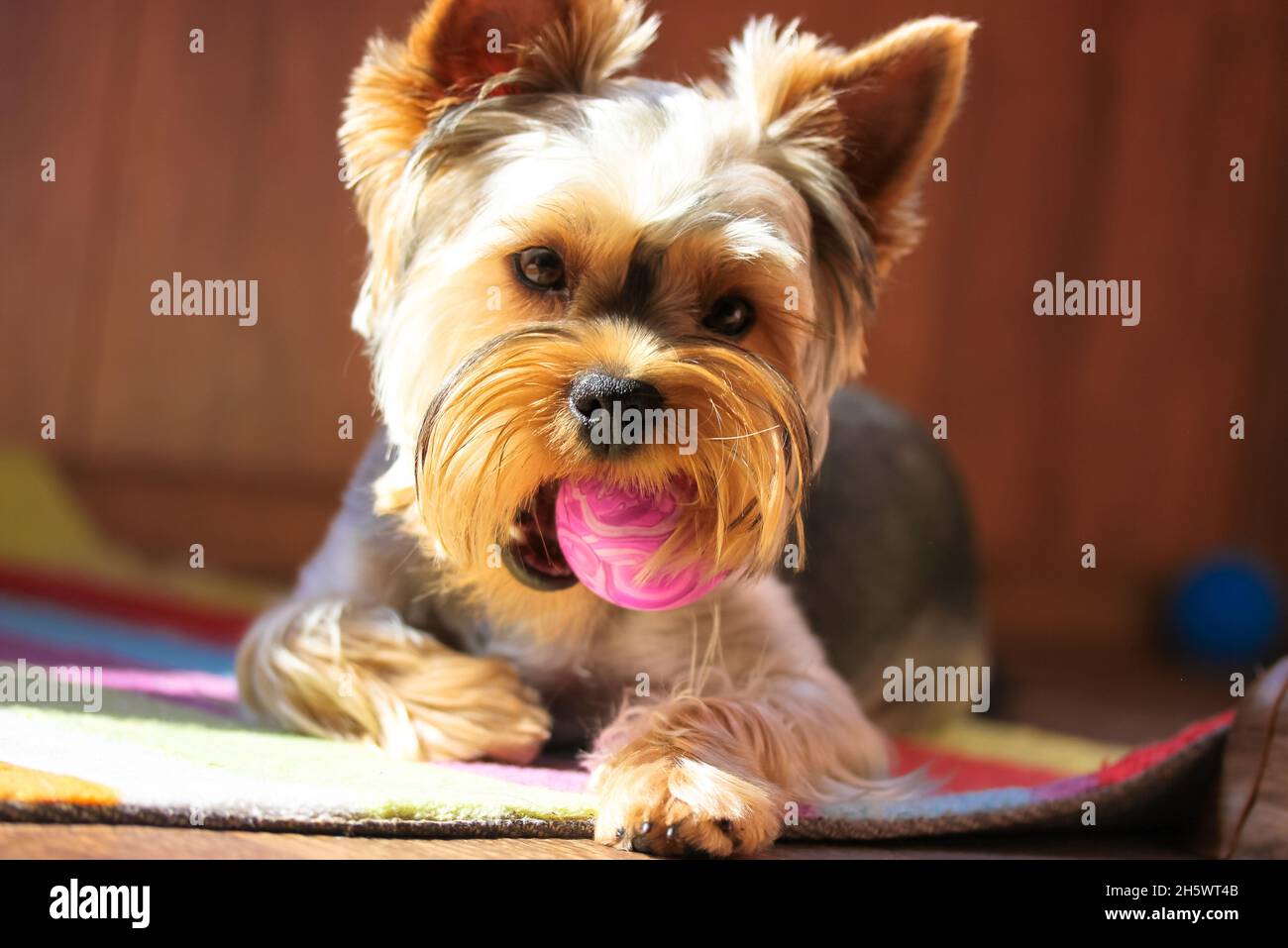 Un pequeño y divertido perro marrón Yorkshire Terrier jugando en casa,  sosteniendo una bola púrpura en sus dientes. Juguetes para mascotas. Un  cachorro juguetón y saludable bozal primer plano. Cani Fotografía de
