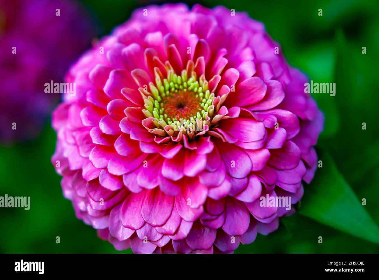 La zinnia común (Zinnia elegans) se representa el 9 de julio de 2011 en