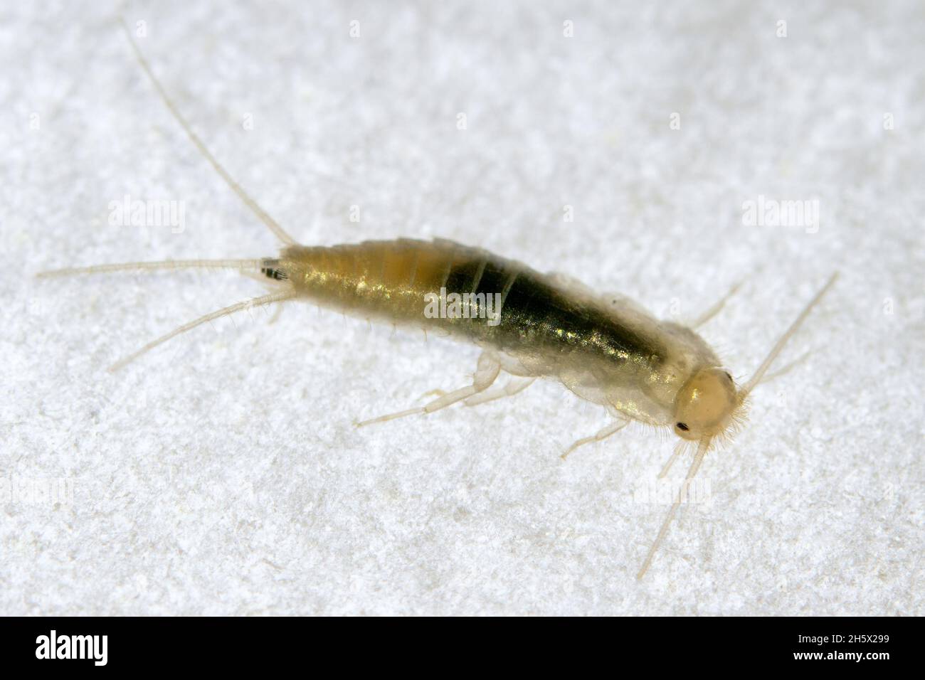 De cerca Silverfish. Insecto casero común. Lepisma saccharinum Foto de stock