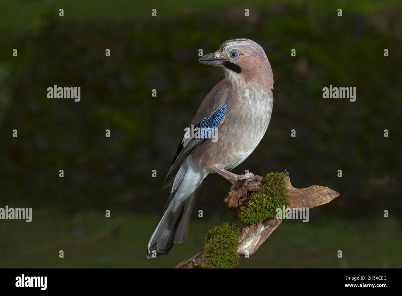 Agraciado pequeño ave passerina de jay eurasiano con plumaje corporal marrón pinkish y parche azul en el ala sentado en el árbol y observando el ambiente en d soleado Foto de stock