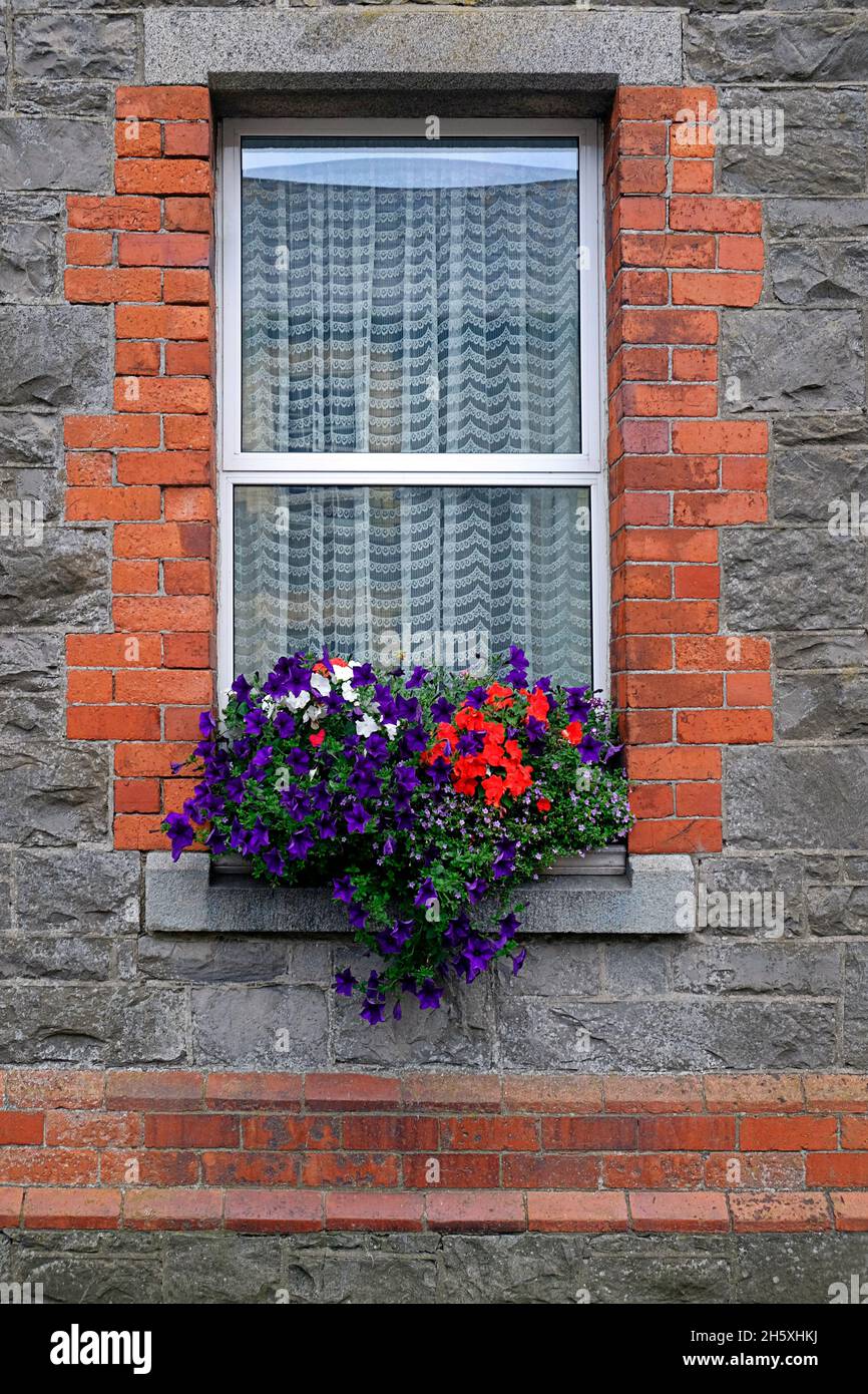 Ventana Flores en el pintoresco Villiage de Grenore Co. Louth Irlanda, República Foto de stock