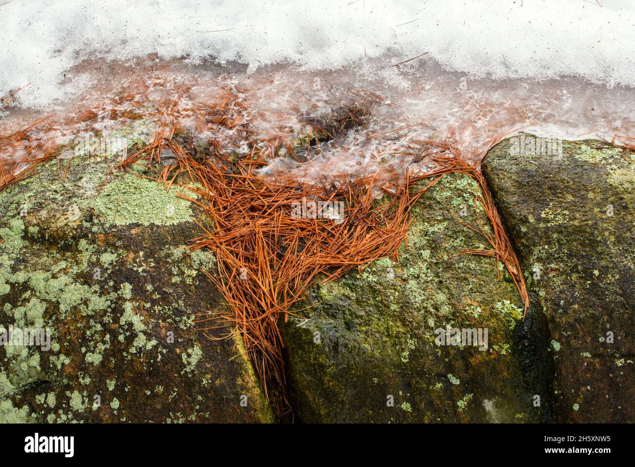 Roca expuesta con agujas de liquen y pino en invierno, Rosseau, Ontario, Canadá Foto de stock