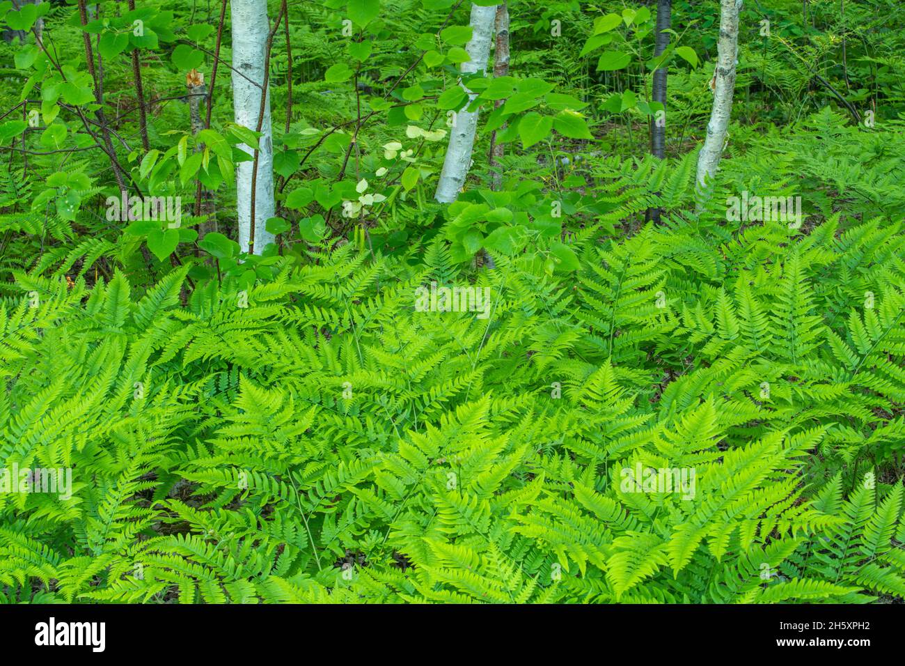 Helecho sensible (Onoclea sensiblis) Colonia de bosques, reserva natural Daly Point, Bathurst, New Brunswick NB, Canadá Foto de stock