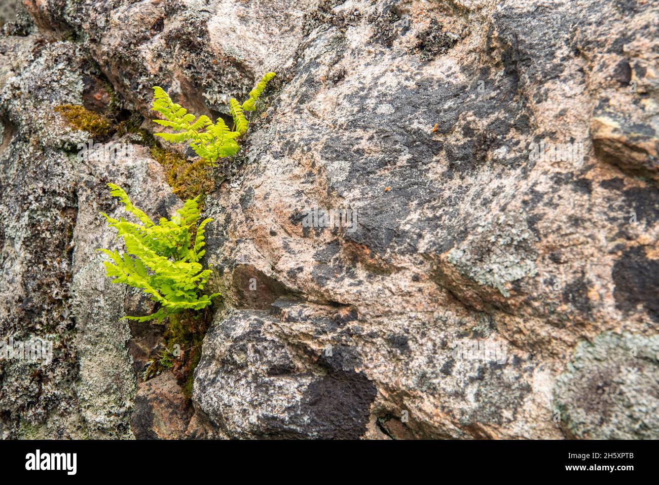 Helechos que crecen a partir de una grieta en una roca glacial errática, Parque Nacional Gros Morne, Terranova y Labrador NL, Canadá Foto de stock