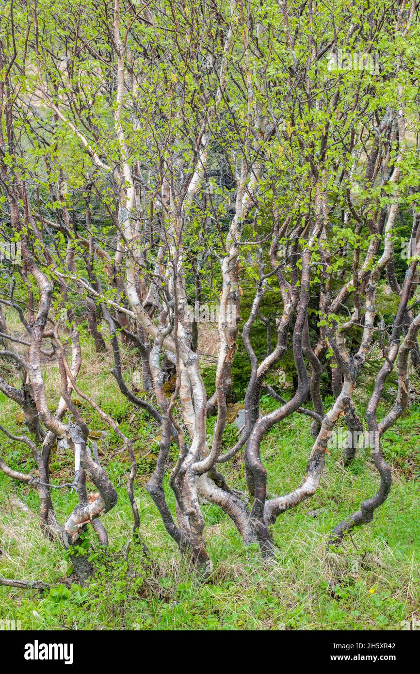 bosque de abedul blanco (Betula papyrifera) con troncos de árboles retorcidos, cerca de San Antonio, Terranova y Labrador NL, Canadá Foto de stock