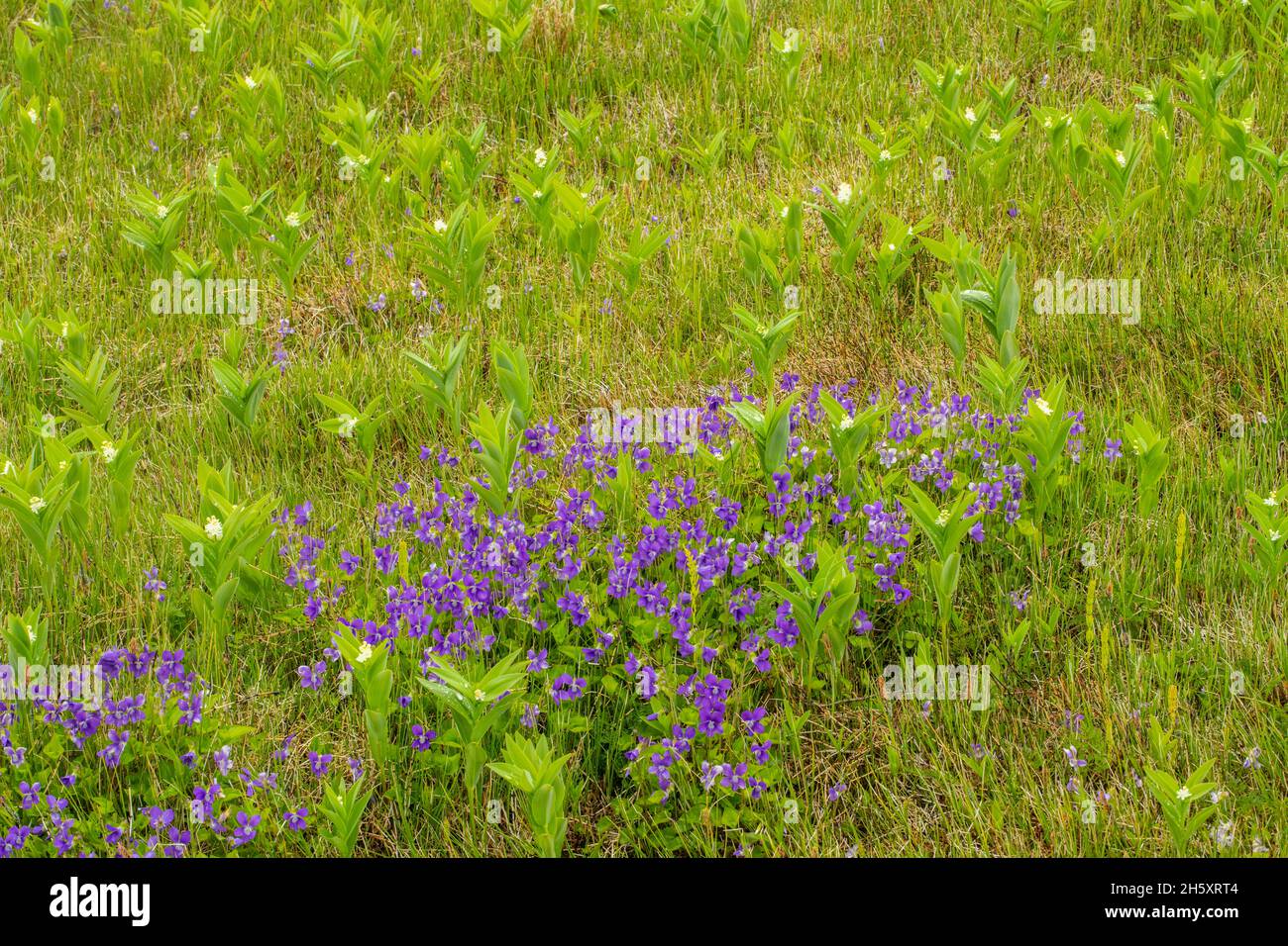 Violetas y falso sello de Salomón (Maianthemum racemosum), floreciendo en un prado, Sheaves Cove, Terranova y Labrador NL, Canadá Foto de stock