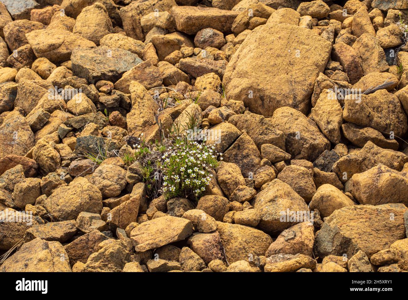 Flores de Tablelands. Sutura serpentina (Minuartia marcescens), Parque Nacional Gros Morne, Terranova y Labrador NL, Canadá Foto de stock