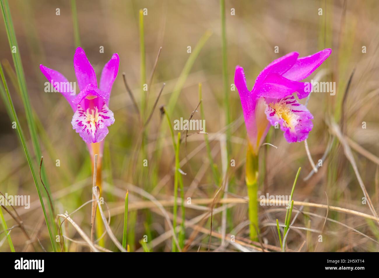 Orquídea de la boca del dragón (Arethusa bulbosa), Parque Nacional Gros Morne, Terranova y Labrador NL, Canadá Foto de stock