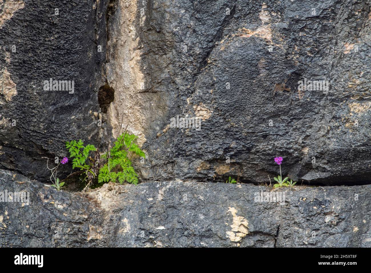 Acantilado de piedra caliza y primrose de Birdseye (Primula mistassinica) en flor, Sheaves Cove, Terranova y Labrador NL, Canadá Foto de stock