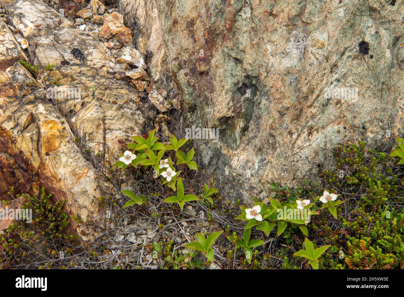 Plantas boreales- Bunchberry (Cornus canadensis) y afloramientos rocosos, Twillingate, Newfoundland y Labrador NL, Canadá Foto de stock