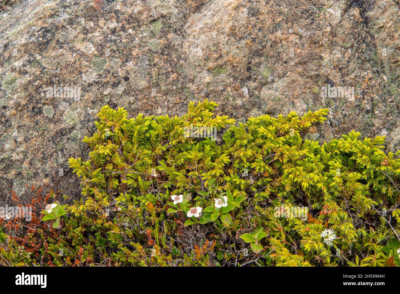 Plantas boreales- Bunchberry (Cornus canadensis) y afloramientos rocosos, Twillingate, Newfoundland y Labrador NL, Canadá Foto de stock