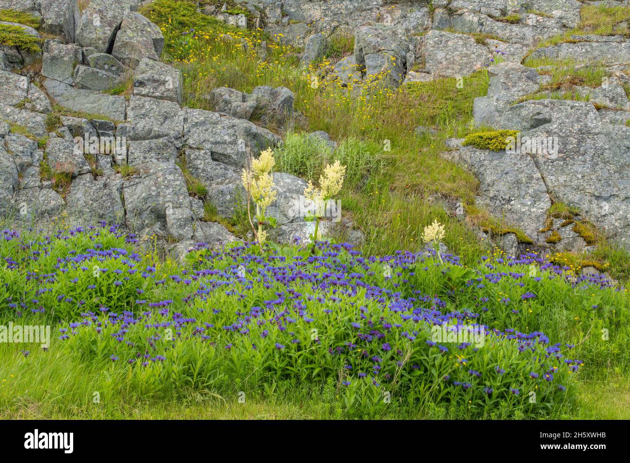 Botones de soltero y ruibarbo, Fogo, Newfoundland y Labrador NL, Canadá Foto de stock