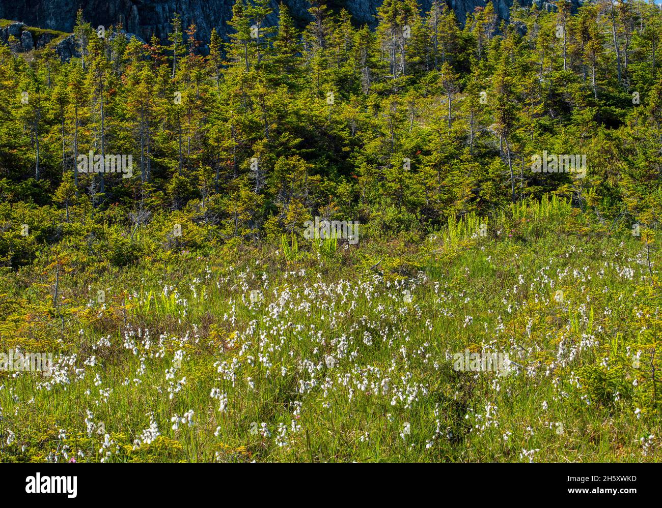 Afloramientos y vegetación de rocas (Cottongrass) en Brimstone Head, Fogo, Newfoundland y Labrador NL, Canadá Foto de stock