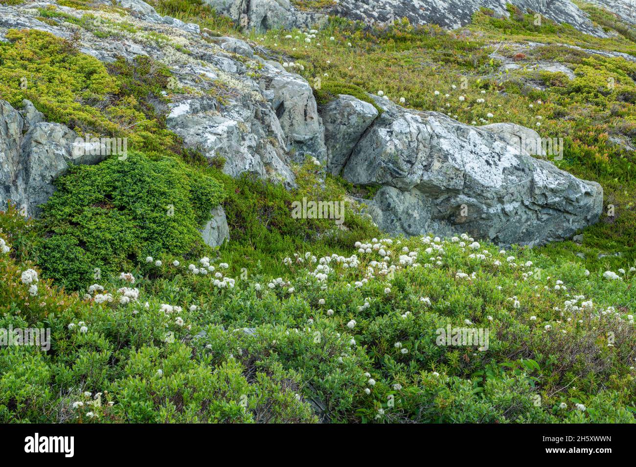 Piedras de Brimstone Head y vegetación- Té de Labrador (Rhododendron o Ledum groenlandicum), Fogo, Terranova y Labrador NL, Canadá Foto de stock