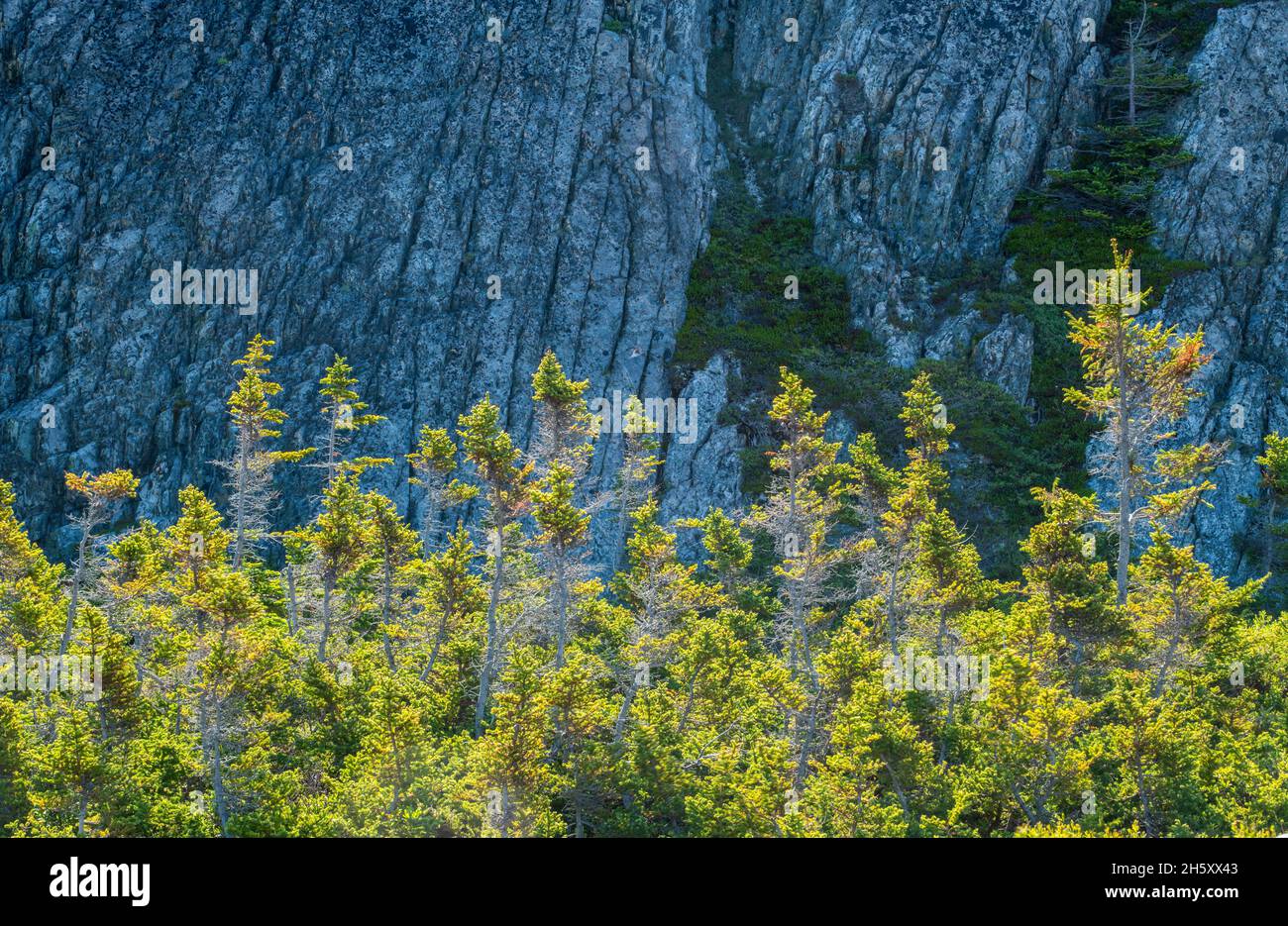 Afloramientos de rocas y bosque de abetos negros (Picea mariana) en Brimstone Head, Fogo, Newfoundland y Labrador NL, Canadá Foto de stock