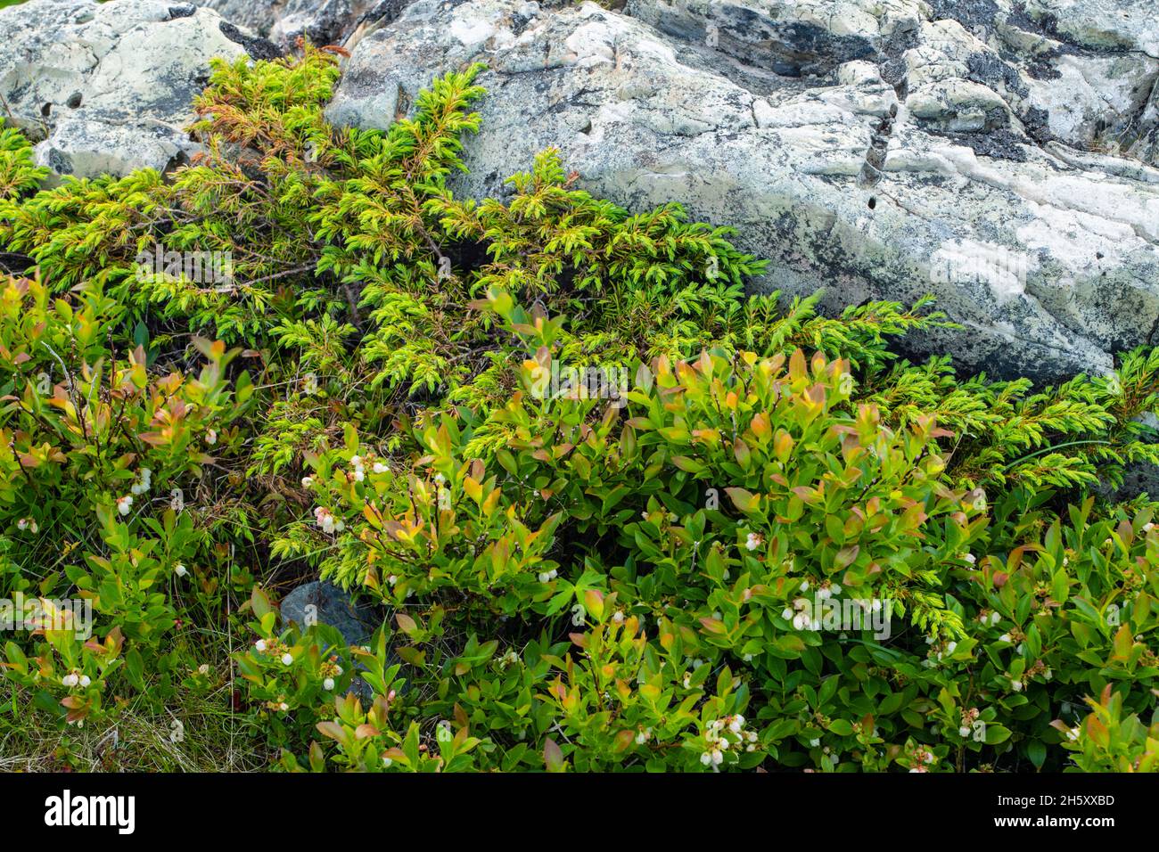 Juniper (Juniperus horizontalidad) colonia y rocas, Fogo, Terranova y Labrador NL, Canadá Foto de stock