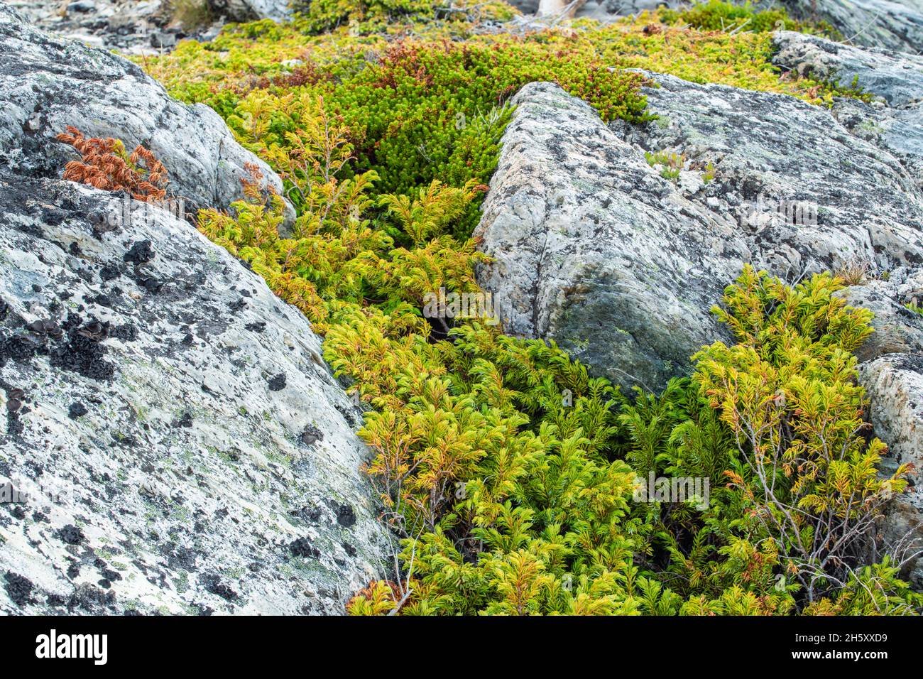 Juniper (Juniperus horizontalidad) colonia y rocas, Fogo, Terranova y Labrador NL, Canadá Foto de stock