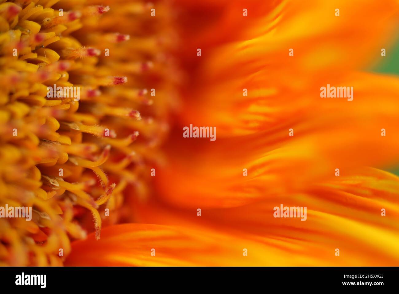 Ardiente flor del sol Macro Foto de stock