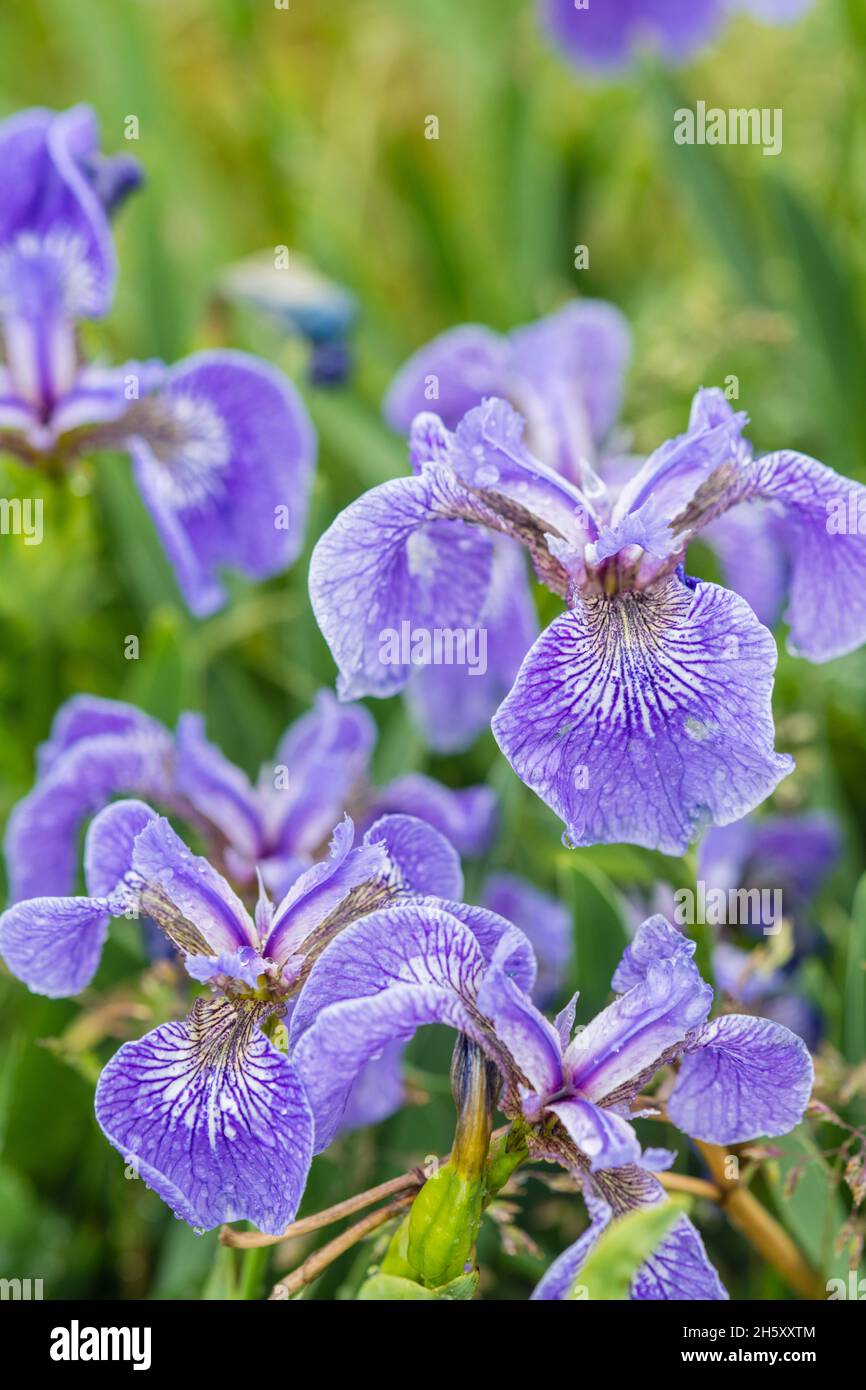 Hooker's Iris (Iris hookeri), Dungeons Provincial Park, Terranova y Labrador NL, Canadá Foto de stock