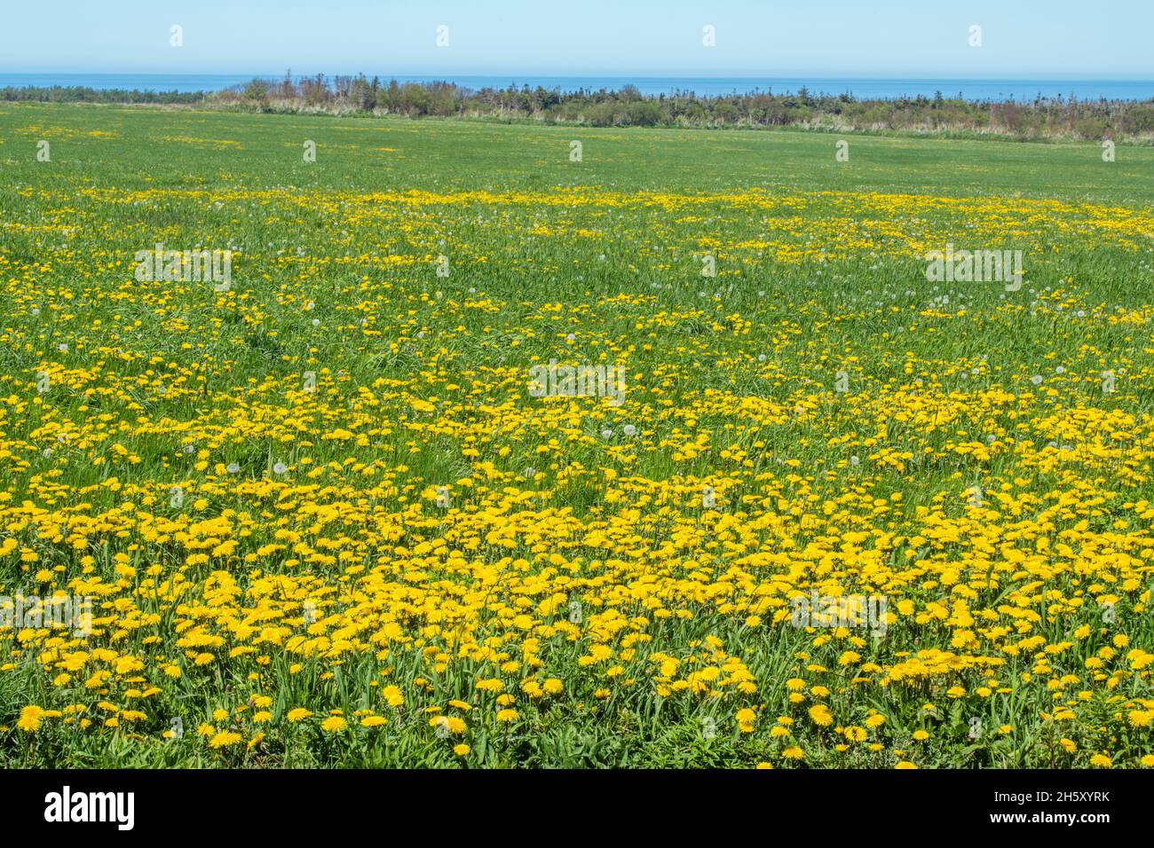 Colonia de diente de león (Taraxacum officinale) en flor, St. Andrews, Terranova y Labrador NL, Canadá Foto de stock