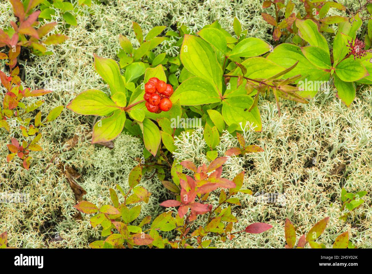 Bosque boreal de Bunchberry (Cornus canadensis) y líquenes de renos (Cladonia rangiferina), parque provincial de Neys, Ontario, Canadá Foto de stock