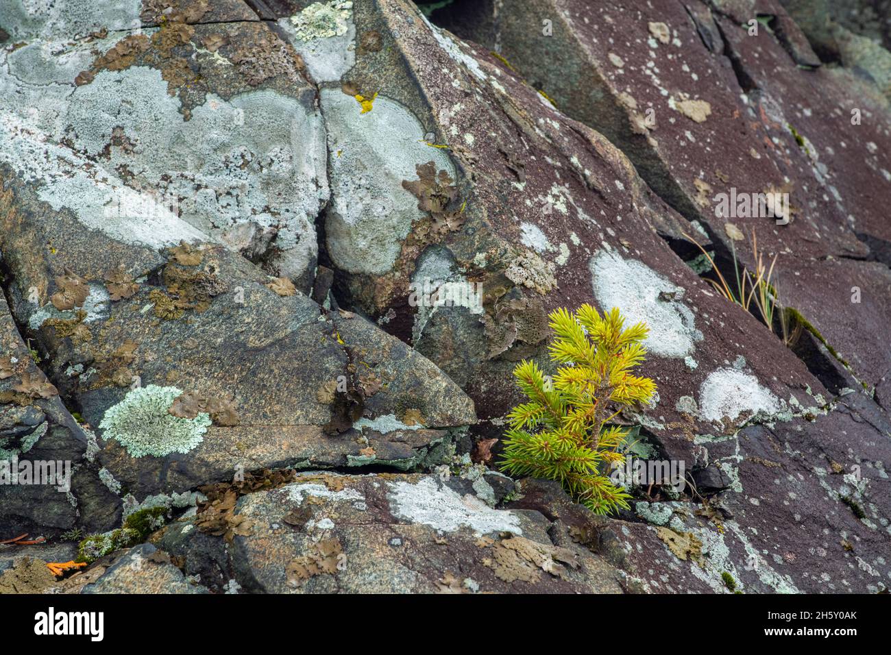 Semillas de abetos blancos (Picea glauca)Creciendo en crack de rocas de la costa del Lago Superior, Wawa, Ontario, Canadá Foto de stock