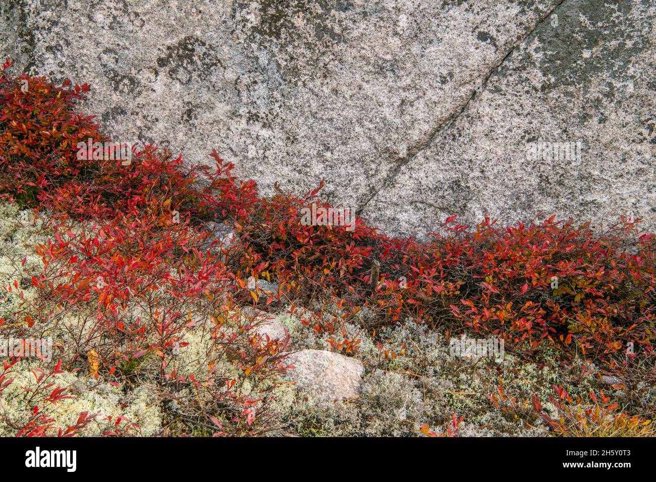 Afloramiento de rocas y colonias de arándanos de arbusto bajo (Vaccinium angustifolium) en otoño, Parque Provincial Lake Superior, Ontario, Canadá Foto de stock