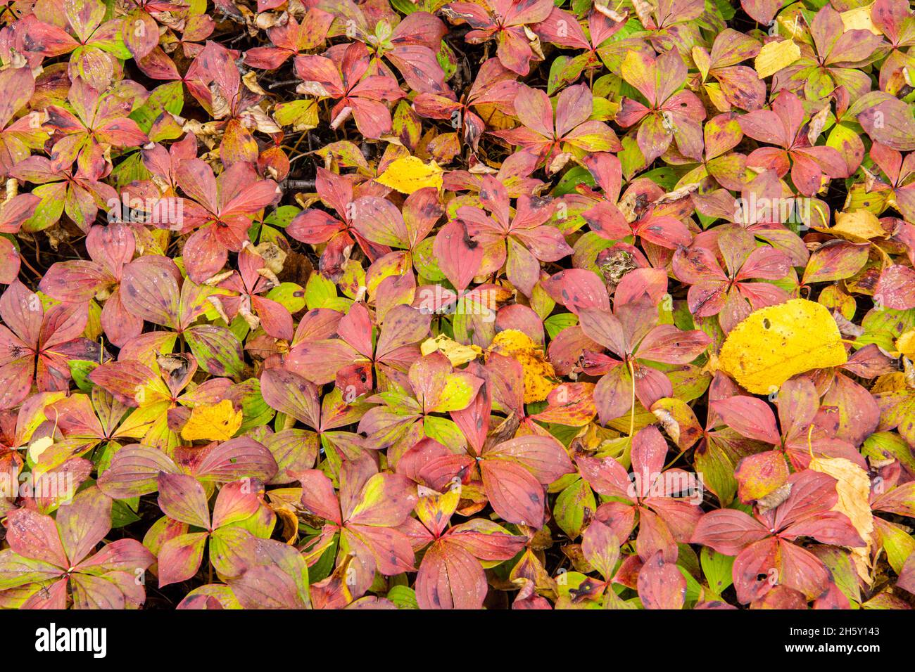 Bunchberry (Cornus canadensis) en otoño, Lake Superior Provincial Park, Ontario, Canadá Foto de stock