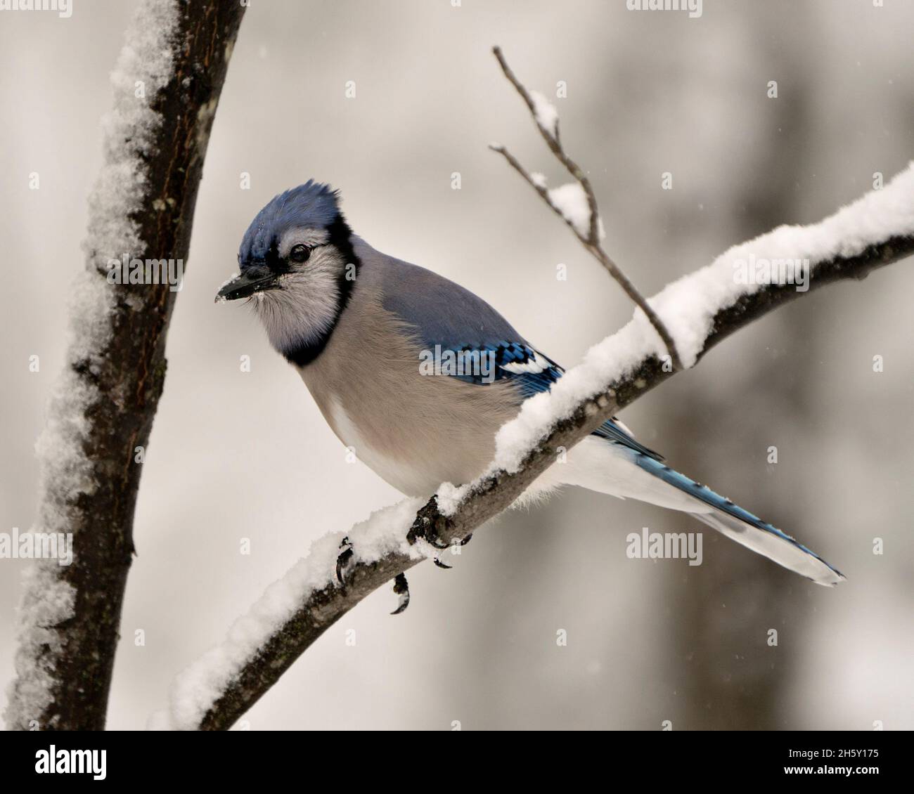 Azul Jay pájaro posado en una rama en la temporada de invierno con nieve caída y un fondo borroso en su entorno mostrando plumas azules y blancas. Foto de stock