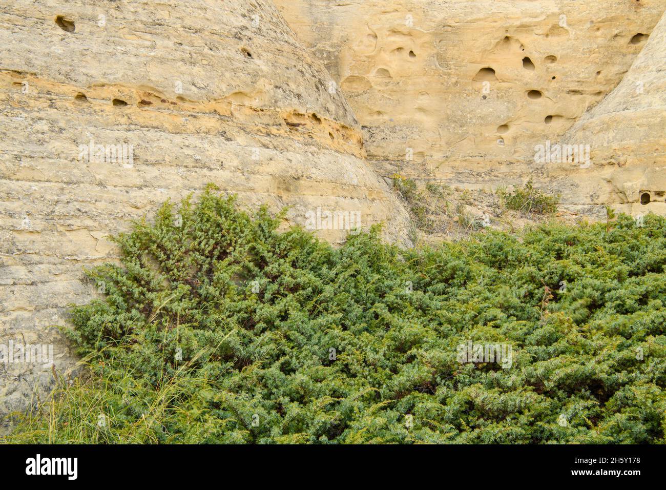 Enebro crepitante (Juniperus horizontalidad) en los hodoos de arenisca, escribiendo en Stone Provincial Park, Alberta, Canadá Foto de stock