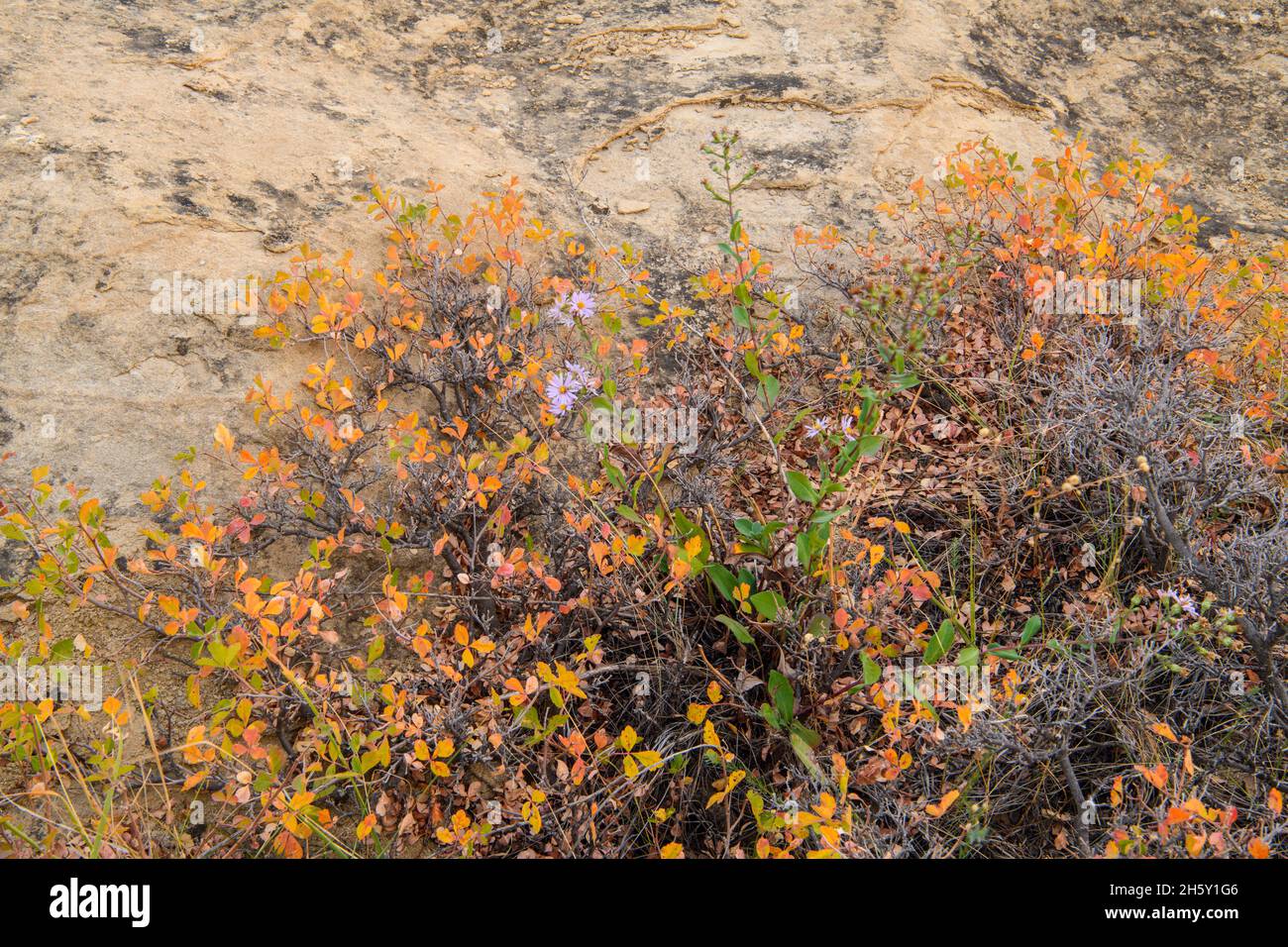 Colores otoñales en la arenisca hoodoo arbustos, escribiendo en Stone Provincial Park, Alberta, Canadá Foto de stock
