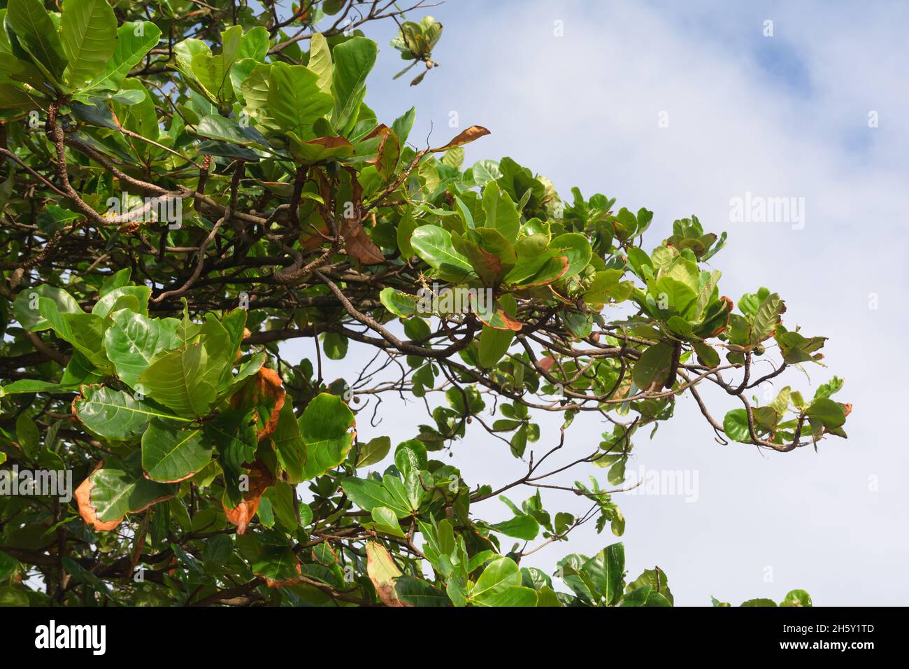 Hojas verdes de un árbol al aire libre en la playa de Río Vermelho. Ciudad  de Salvador, Bahía, Brasil Fotografía de stock - Alamy
