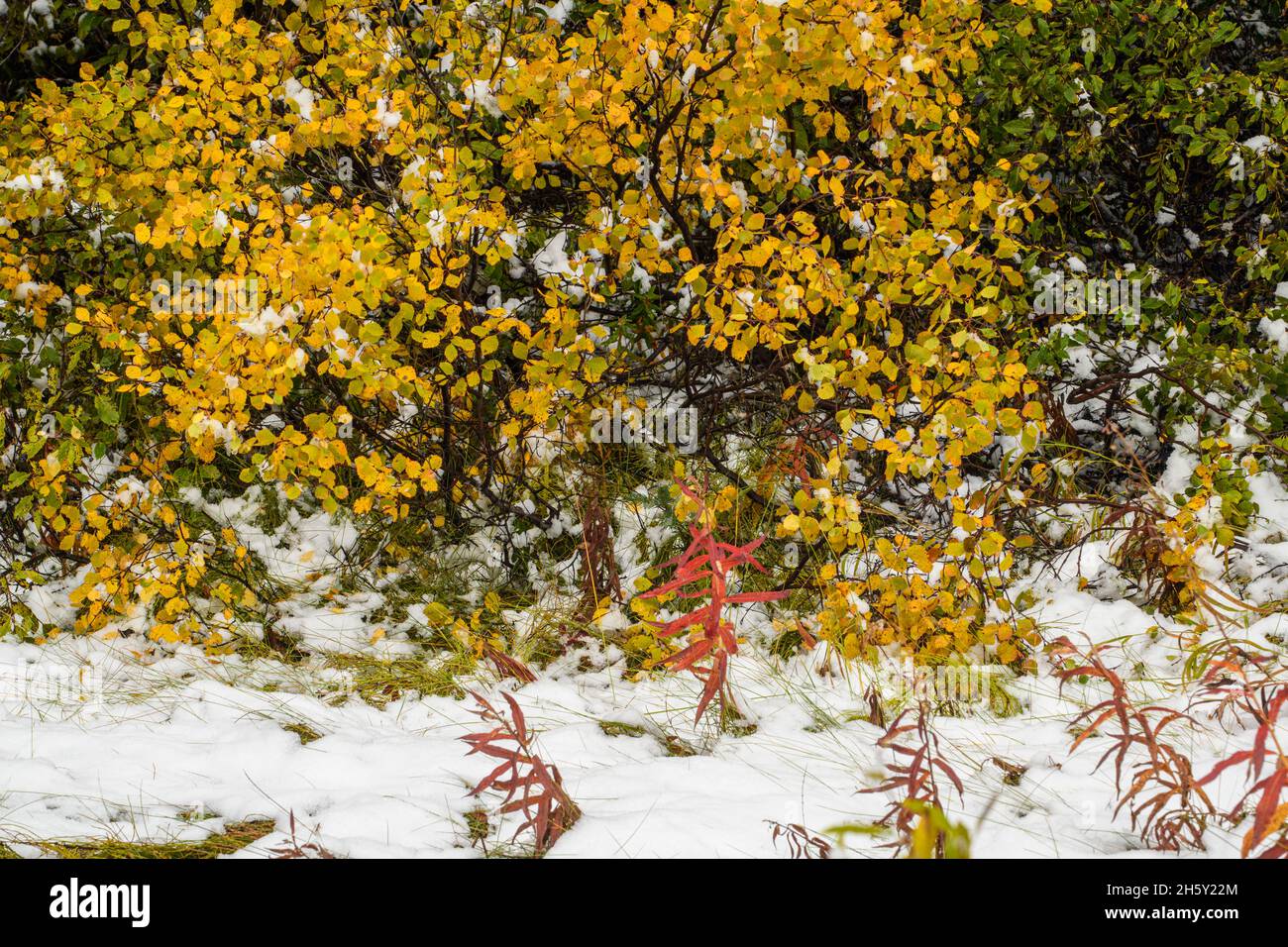 Vegetación de sotobosque con nieve fresca, Banff National Park, Alberta, Canadá Foto de stock