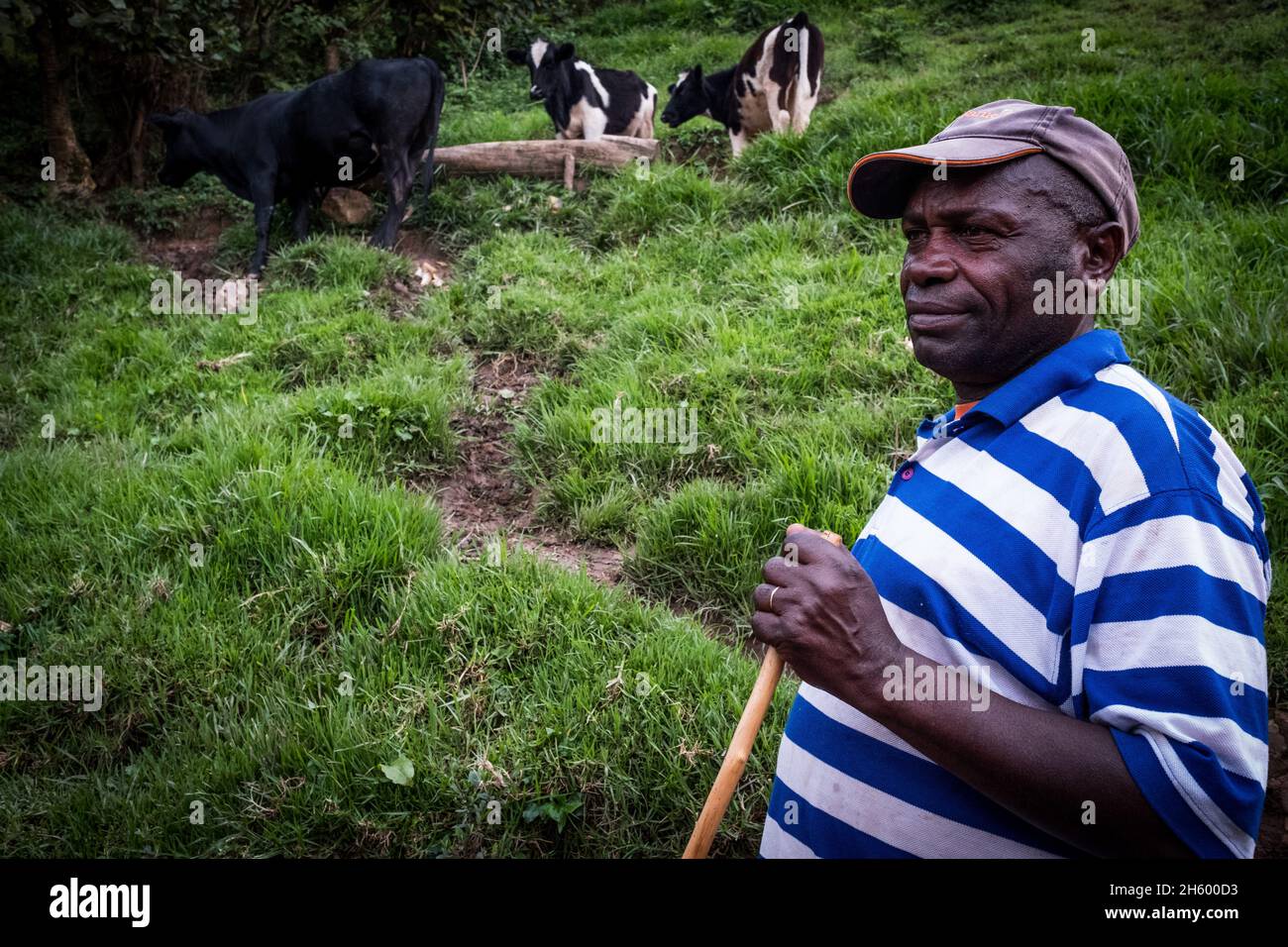 Septiembre 2017. Simeo Ntawuruhunga recibió una vaca de la Fundación para la Conservación y el Desarrollo de la Comunidad Nkuringo (NCCDF) como parte de su programa de novillas. Él cría la vaca, mantiene al becerro así comenzando a construir su manada, y pasa la vaca original a la siguiente en línea en el programa de la novilla. Ahora tiene 6 vacas que producen leche que puede vender localmente. Los toros cuando nacen son vendidos para carne. Nkuringo, Uganda. Foto de stock