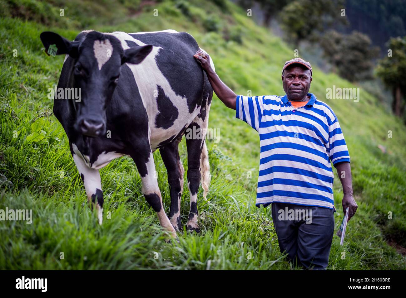 Septiembre 2017. Simeo Ntawuruhunga recibió una vaca de la Fundación para la Conservación y el Desarrollo de la Comunidad Nkuringo (NCCDF) como parte de su programa de novillas. Él cría la vaca, mantiene al becerro así comenzando a construir su manada, y pasa la vaca original a la siguiente en línea en el programa de la novilla. Ahora tiene 6 vacas que producen leche que puede vender localmente. Los toros cuando nacen son vendidos para carne. Nkuringo, Uganda. Foto de stock