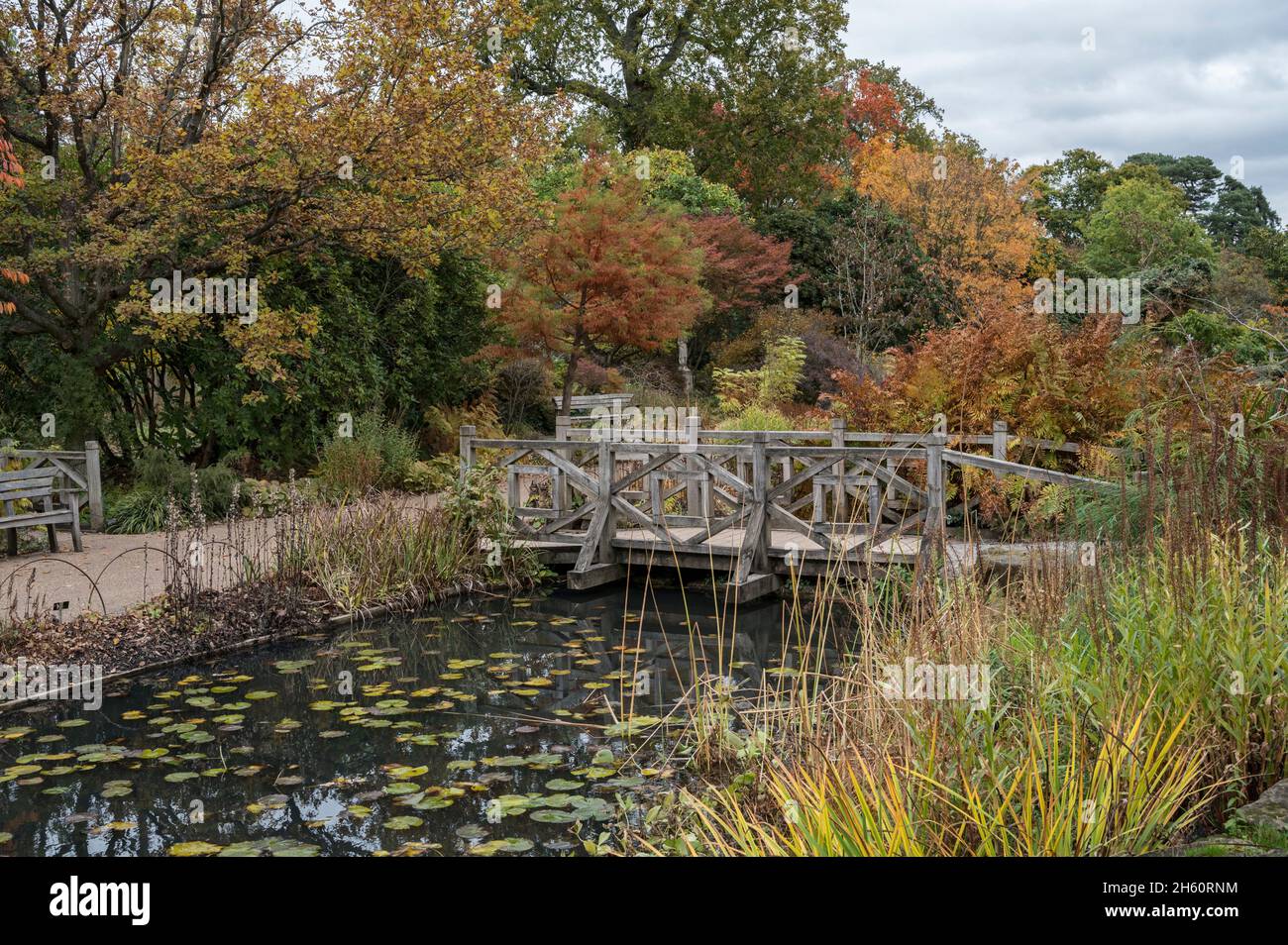 Puente de madera a través del estanque junto a la rockery en Wisley Gardens Surrey Foto de stock