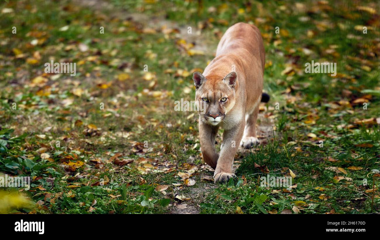 de la hermosa Puma en el bosque otoño. Cougar Americano - león de montaña, pose llamativa, escena en Fauna América Fotografía de stock - Alamy